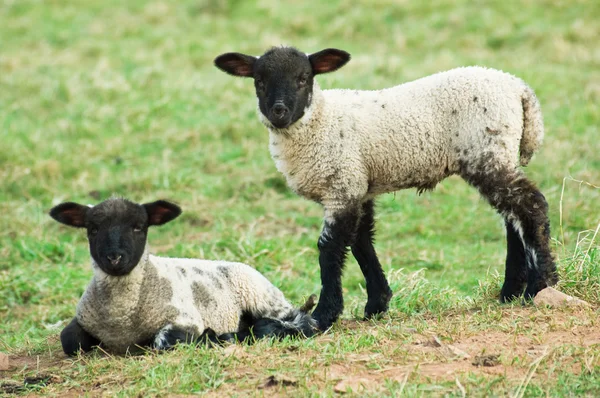 Two spring lambs — Stock Photo, Image