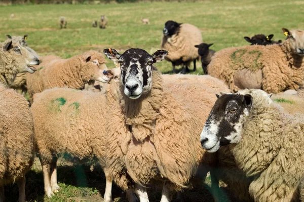 Mixed Herd — Stock Photo, Image