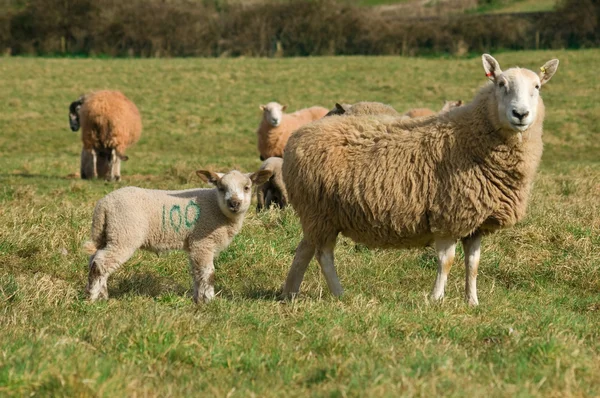 Owieczka wiosna i matka — Zdjęcie stockowe