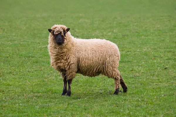 Samotny owiec — Zdjęcie stockowe