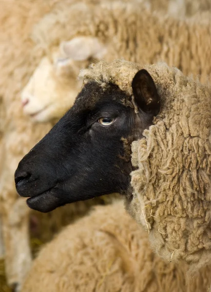 Sheep Portrait — Stock Photo, Image