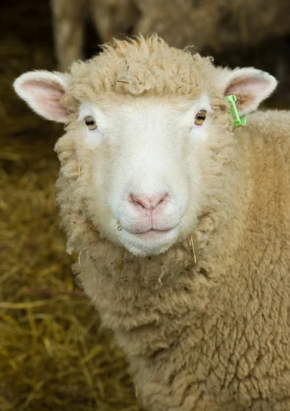Sheeps head