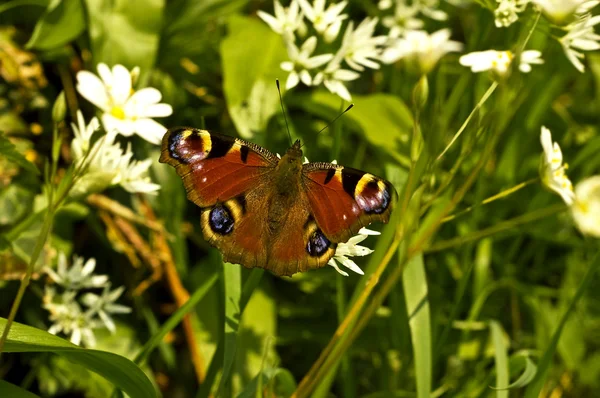 Peacock Butterfly — Stock Photo, Image