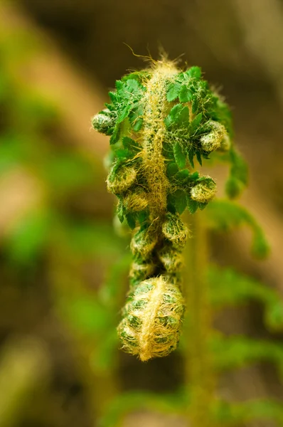 Uncurling fern — Stock Photo, Image