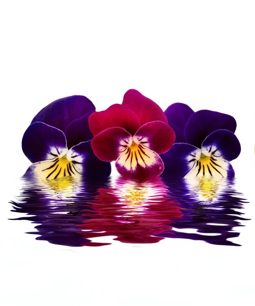 Pansies over water — Stock Photo, Image