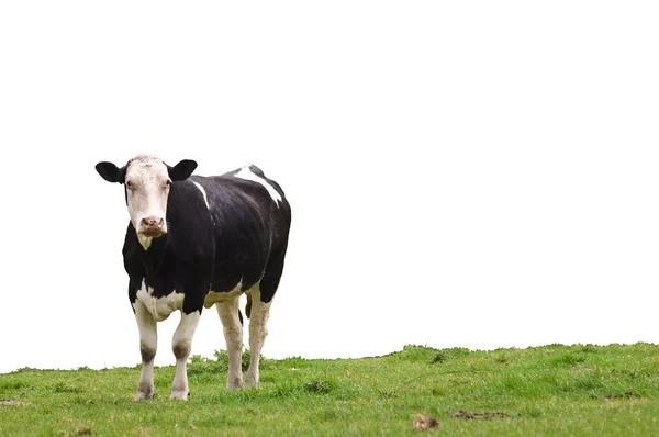 Kuh auf Gras Stockbild