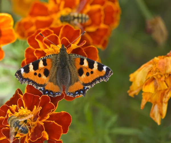 Метелик & бджіл Стокове Фото