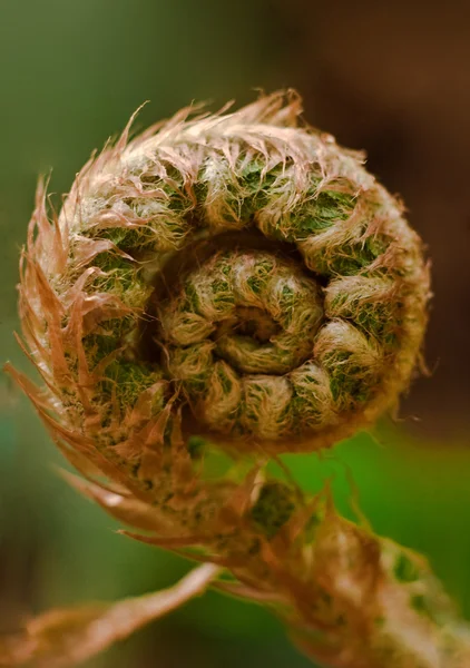 Curled fern Stock Picture