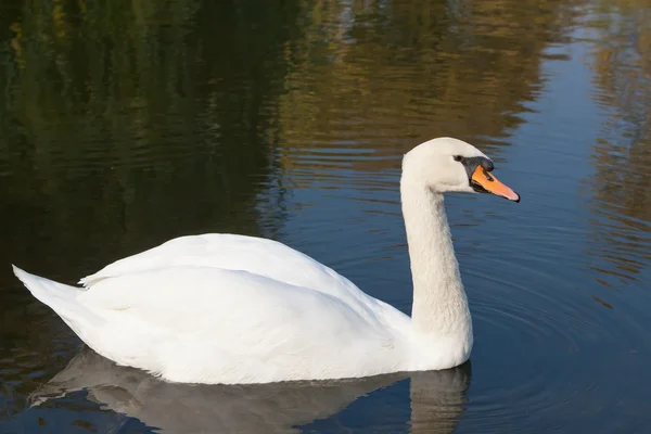 stock image Portrait of beautiful swan swimming on the lake