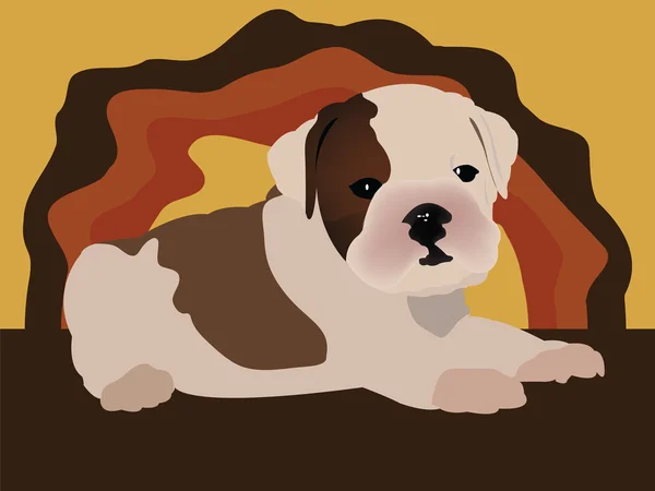 Cute puppy - english bulldog vector — Stock Vector