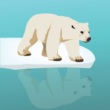 Buz üstünde kutup ayısı
