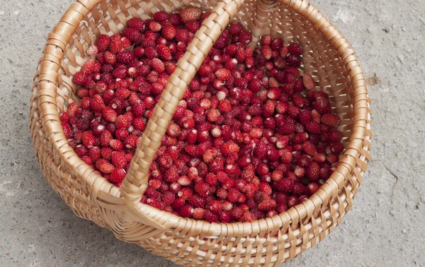 Walderdbeeren — Stockfoto