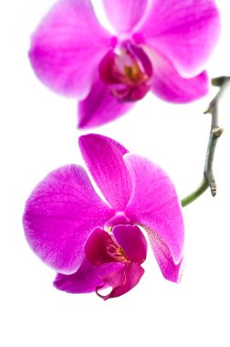 güzel pembe orkide