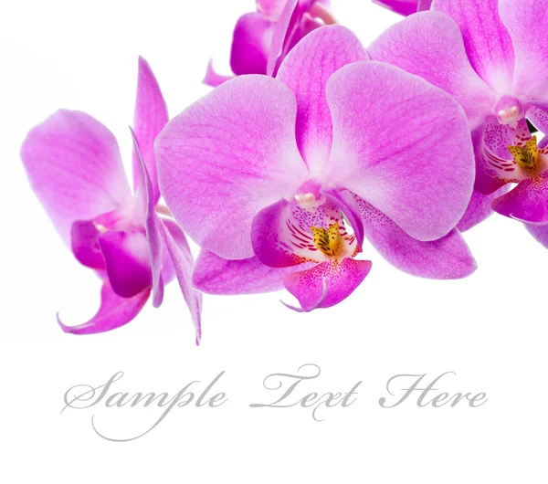 Mooie roze orchid — Stockfoto