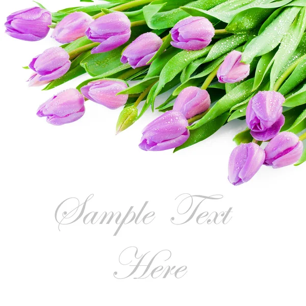 Pink Tulips — Stock Photo, Image