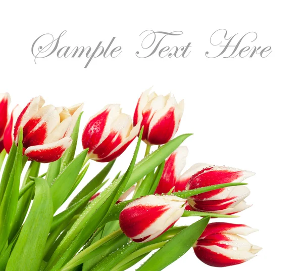 Bouquet di tulipani — Foto Stock
