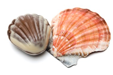Chocolate and real seashell clipart