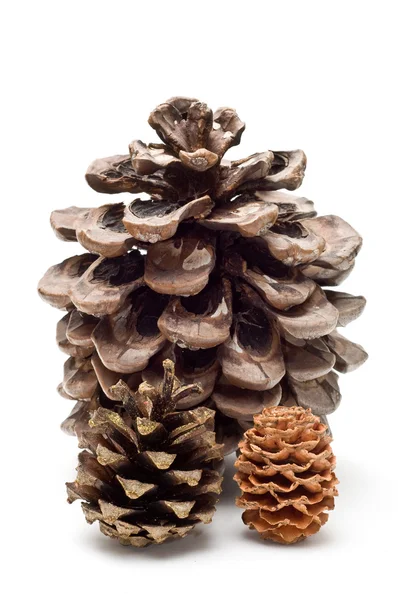 Three pine cones — Stock Photo, Image
