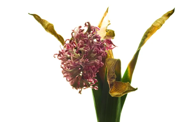 Wilted hyacinth — Stock Photo, Image