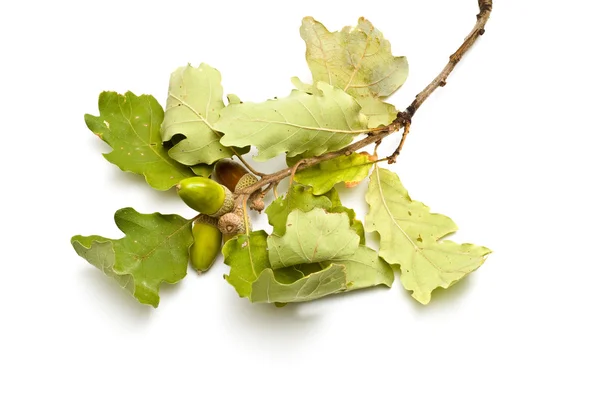 stock image Acorns on a branch total view