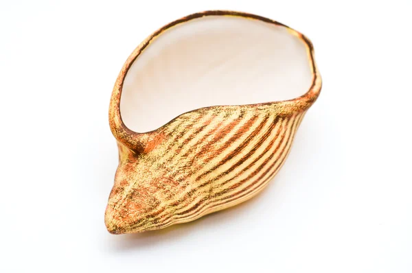 Periwinkle formade keramik — Stockfoto