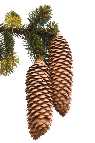 Cones no ramo de árvore de pinheiro — Fotografia de Stock