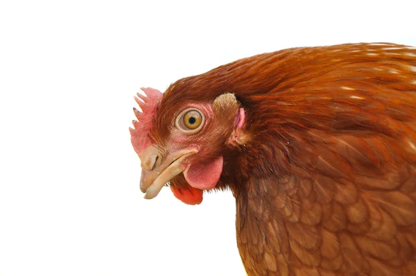 stock image Chicken head