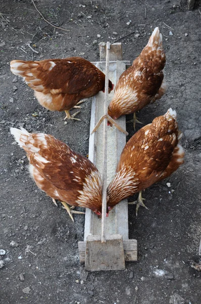 stock image Chicken lunch