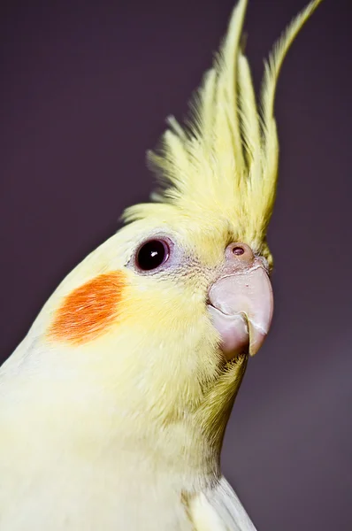 Περίεργος κίτρινο cockatiel κεφάλι — Φωτογραφία Αρχείου