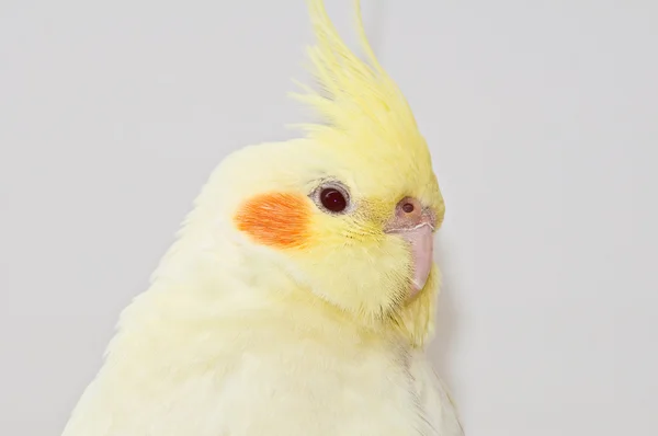 Голова жовта cockatiel — стокове фото
