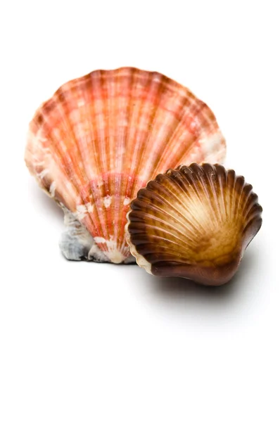 Σοκολάτα seashell μπροστά από ένα — Φωτογραφία Αρχείου