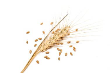 Wheat spike with seeds clipart