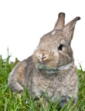 yana doğru kamera doğru bakarak otururken bunny