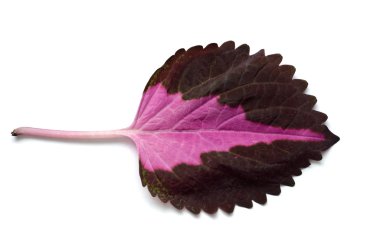 Coleus leaf clipart