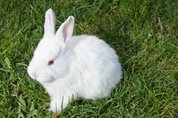 Čelní pohled na bílý zajíček — Stock fotografie