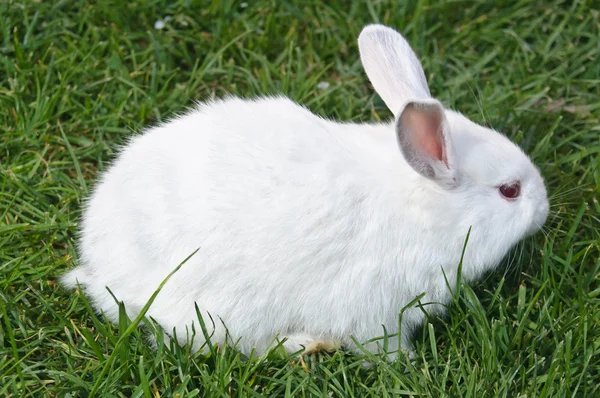 Vista lateral del conejo blanco — Foto de Stock