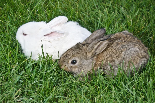 Casal de coelho na grama — Fotografia de Stock