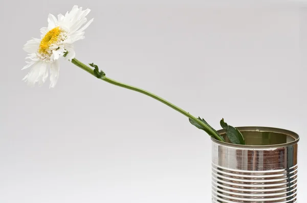 stock image Oxeye daisy in a tin can over gray gradient background