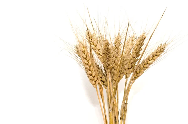 Banda pšenice hroty — Stock fotografie