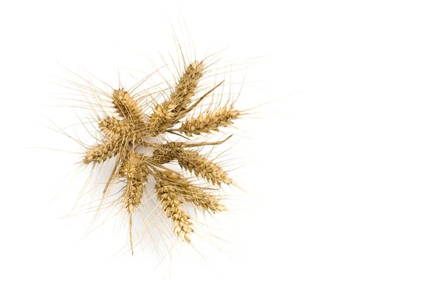 Banda pšenice jsou špičky pohled — Stock fotografie