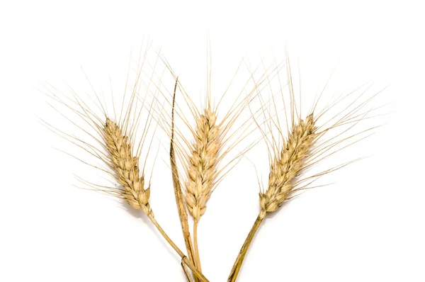 stock image Three wheat spikes