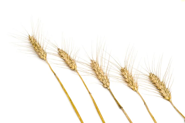 Pět diagonální pšenice hroty — Stock fotografie