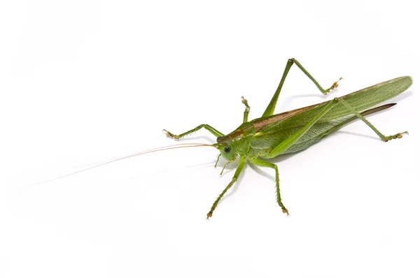 stock image Grasshopper frontal