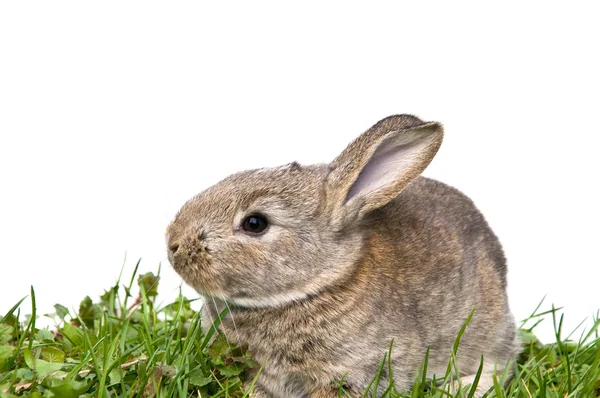 Bunny sitter i gräset — Stockfoto