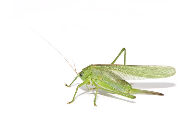 Grasshopper pulisce la gamba — Foto Stock