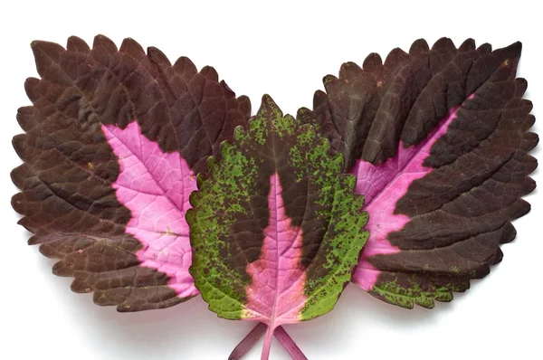 Three coleus leaves — Stock Photo, Image