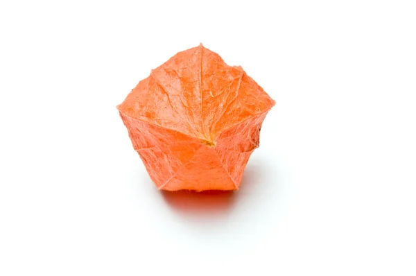 Single orange physalis bottom view — Stock Photo, Image