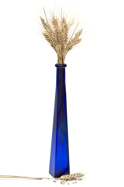 Bos van tarwe pieken in de blauwe vaas met een enkele spike naast haar base — Stockfoto