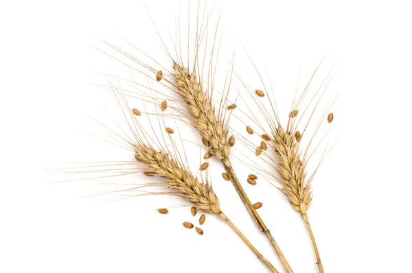 Drei Weizenspitzen mit Samen lizenzfreie Stockbilder