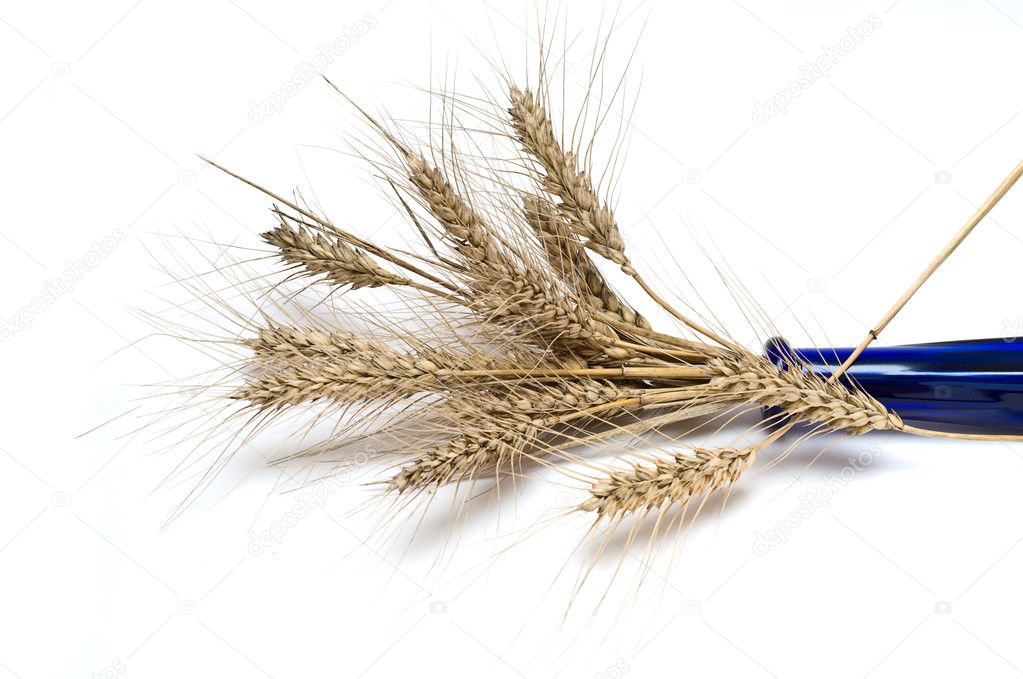 Bunch of wheat spikes in laid blue vase